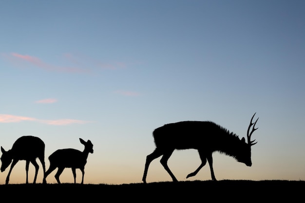 Silhouette of deer at evening