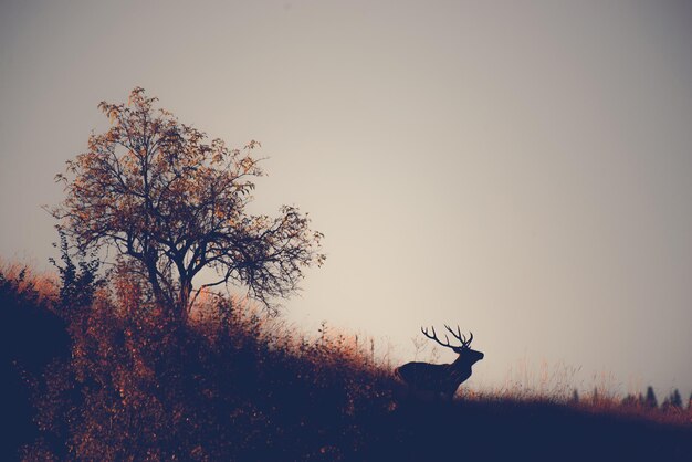 Silhouette of deer on field against sky