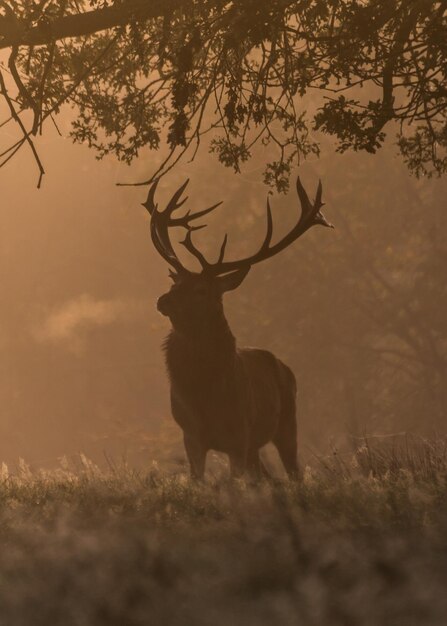 Photo silhouette deer standing on field