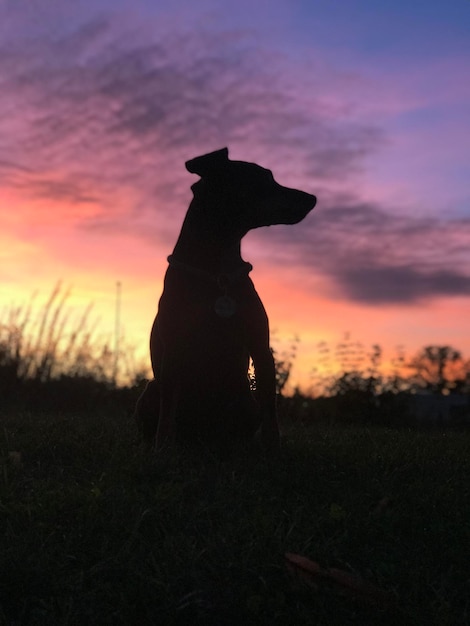 夕暮れの空を背景にした野原の犬のシルエット