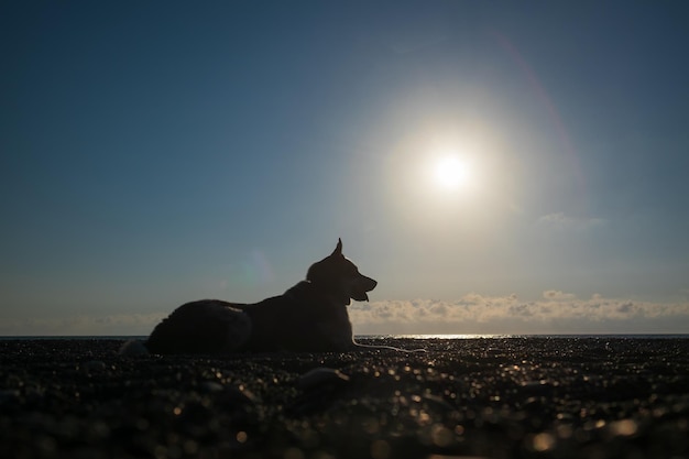 日没時にビーチで休んでいる犬のシルエット