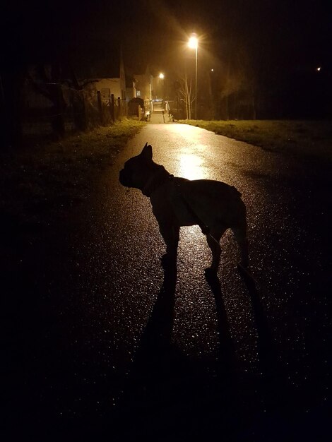 Foto cane a silhouette sulla strada di notte