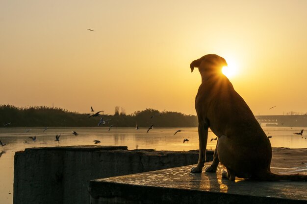ニューデリーのヤムナ川岸で日の出中に犬のシルエット