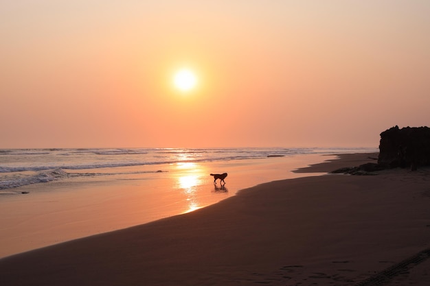 日没時にビーチを歩く犬のシルエット