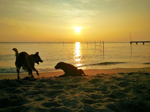 Silhouette dogs against sea at beach