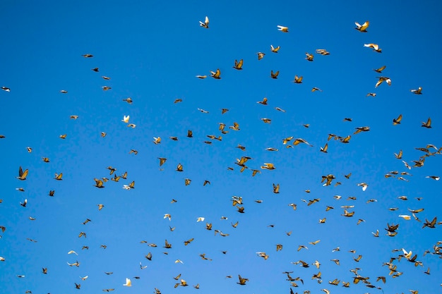 Silhouette dove on a background of blue sky