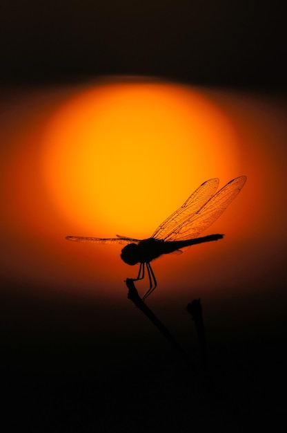 Photo silhouette of dragonfly over sunset