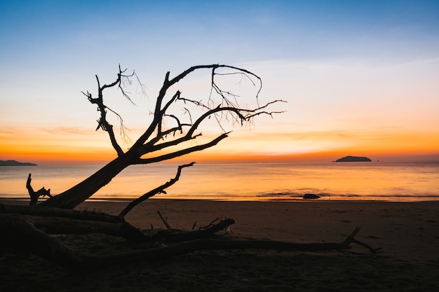 Photo silhouette of dry tree on the beach at sunset.