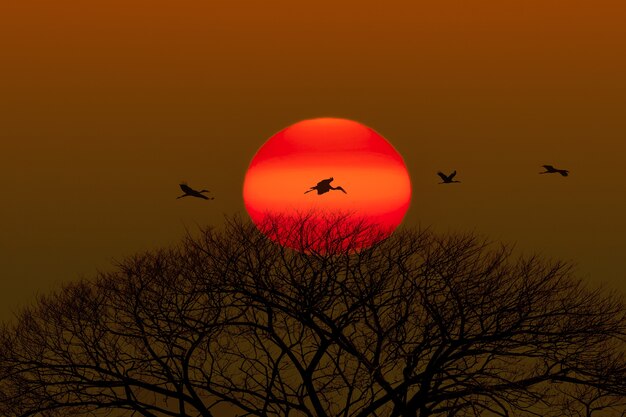 Silhouette of dry tree on sunset background