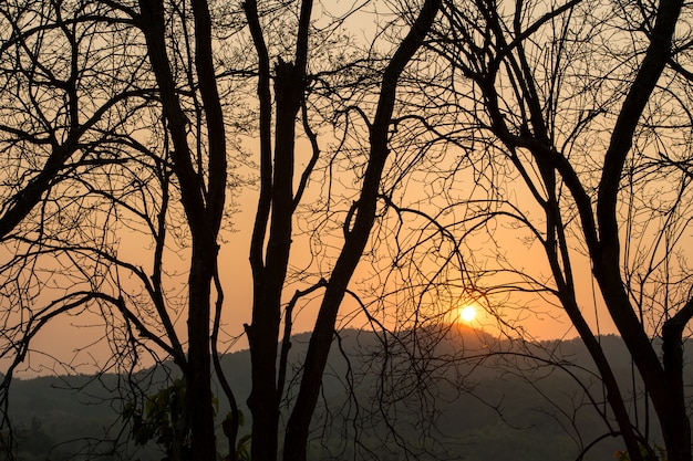 Photo silhouette of dry tree at sunset.