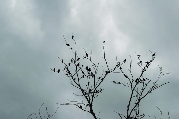 Foto una silhouette di un albero secco con molti uccelli appollaiati nel cielo scuro.