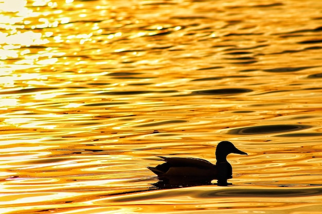 Photo silhouette duck swimming in lake during sunset