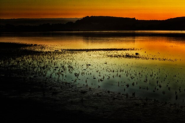 Photo silhouette of ducks in calm lake