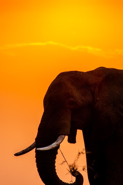 Silhouette of elephant against sunset sky