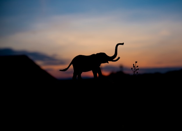 Silhouette of elephant animal at sunset background. 