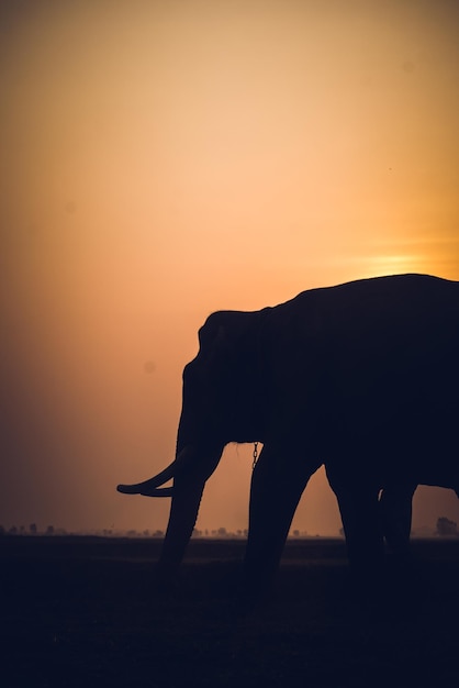 Photo silhouette of elephant on field during sunset