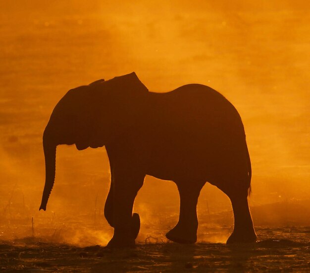 Silhouette of elephant at sunset