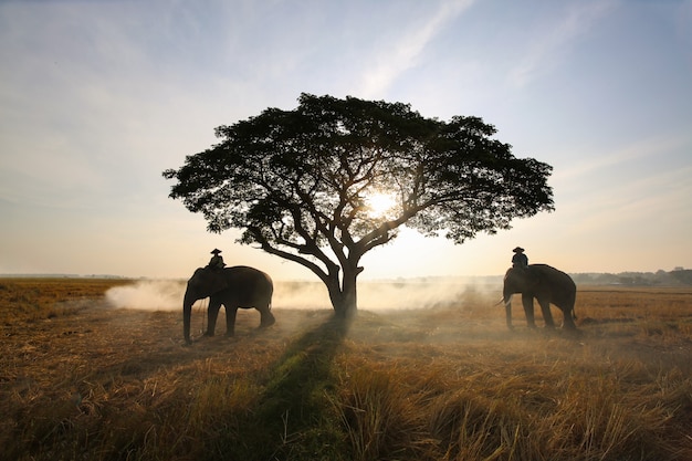 Silhouette of elephant and tree on the background of sunset Asia elephant in Surin Thailand