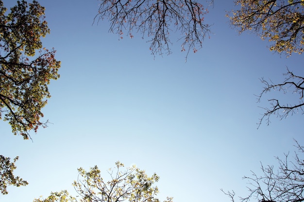 Photo silhouette of fall colorful branches around edge with blue sky in center and copyspace.  treetops in the autumn forest