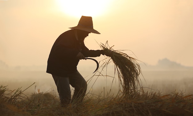 silhouette of farmer working in rice field