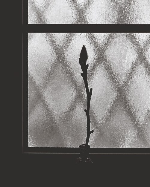 Photo silhouette flower bud in vase against window