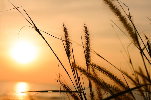 Silhouette Flower Grass Sunset background