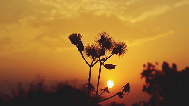 Silhouette of flowering plant against orange sky