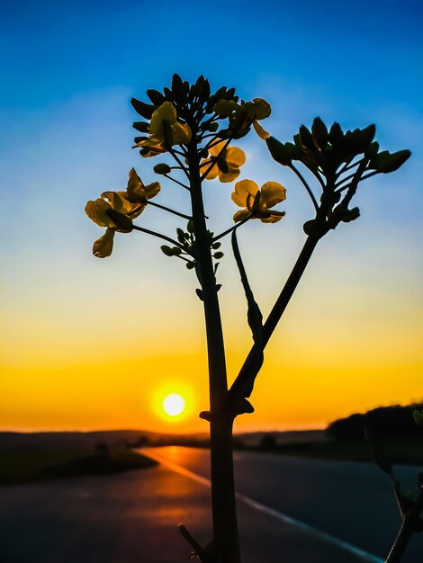 Silhouette of flowering plant against sunset sky