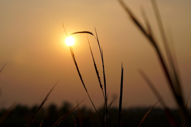 Silhouette flowers grass sunset background