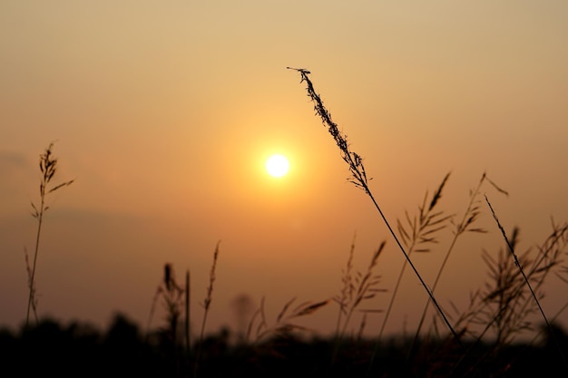 실루엣 꽃 잔디 일몰 배경