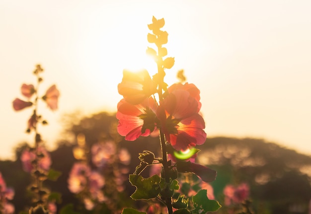 Silhouette of flowers and sunlight in summer