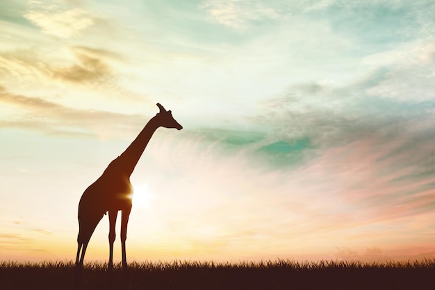 Silhouette of giraffe standing on the savannah