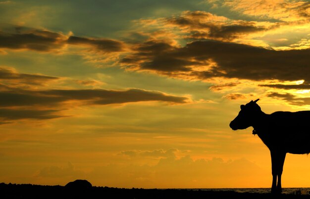 Foto silhouette di capra contro il cielo giallo durante il tramonto