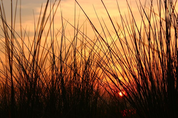 Фото Силуэт травы на фоне неба во время захода солнца