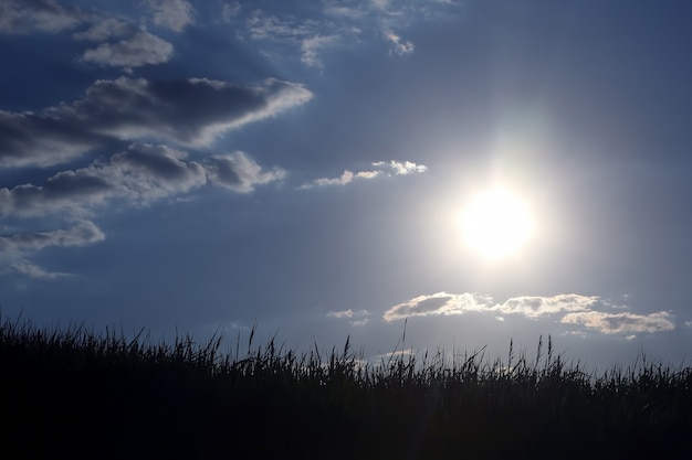 Photo the silhouette of the grass in the sun