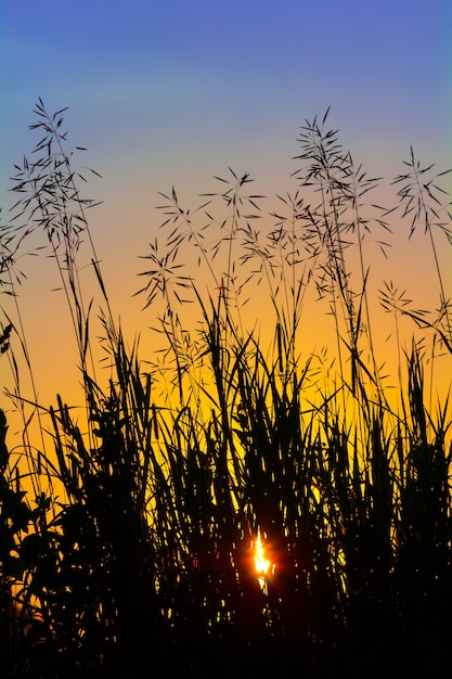 Silhouette of grass at sunset against the evening sky