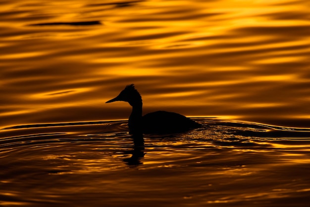 The silhouette of grebe swimming on lake