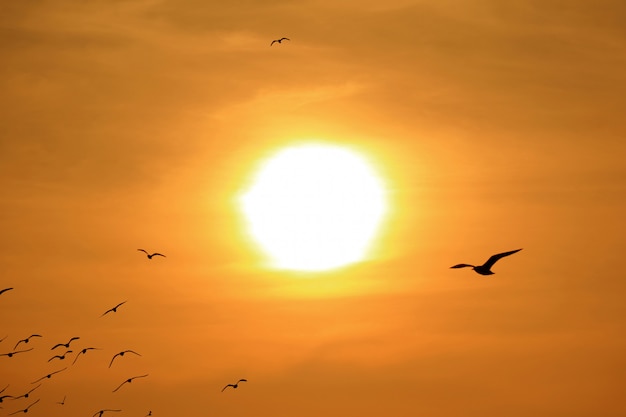 Silhouette of Group of Seagulls Flying Against the Bright Rising Sun