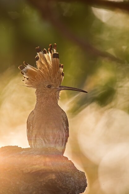 Silhouette of hoopoe, upupa epops, early in the sunny morning.