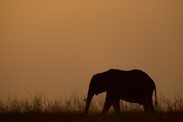 Silhouette of a horse on field during sunset