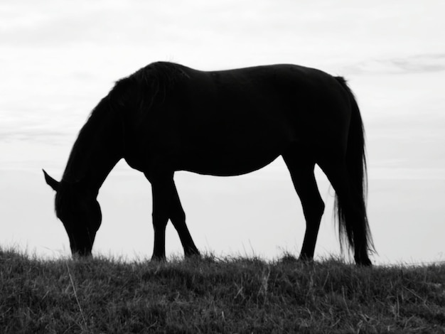 空の向こうの草原のシルエット馬