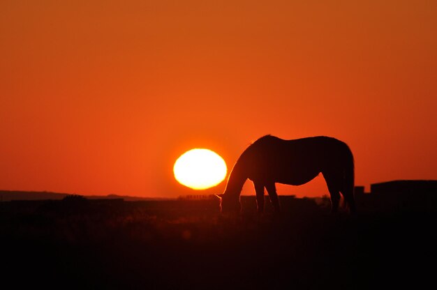 Photo silhouette horse grazing on field against orange sky