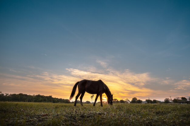 夕暮れ時に牧草地に放牧馬のシルエット。