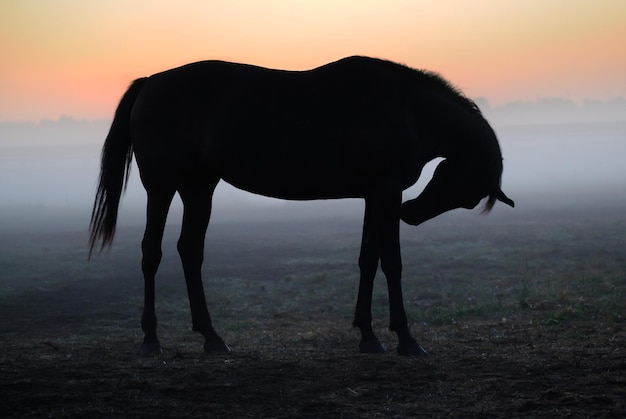 Silhouette of a horse that stands in the fog against the background of the dawn sky