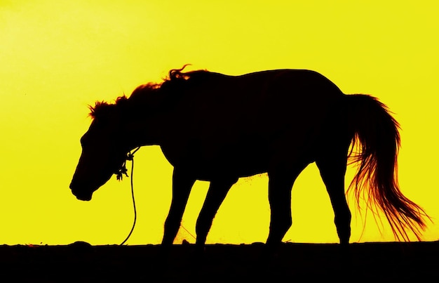 Silhouette of horse walking on field against dramatic sky