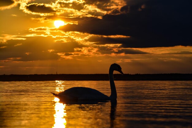 Silhouette horse in water against orange sky