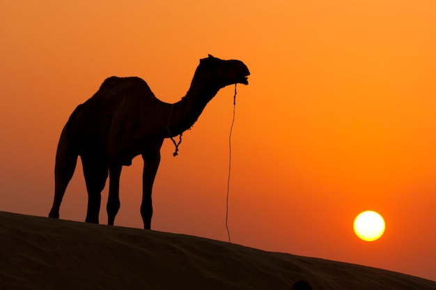 Foto silhouette di un cavallo