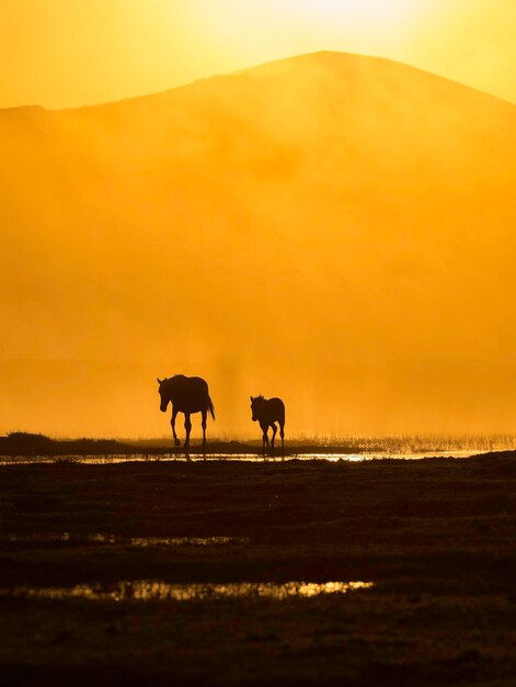 Silhouette horses against sky during sunset