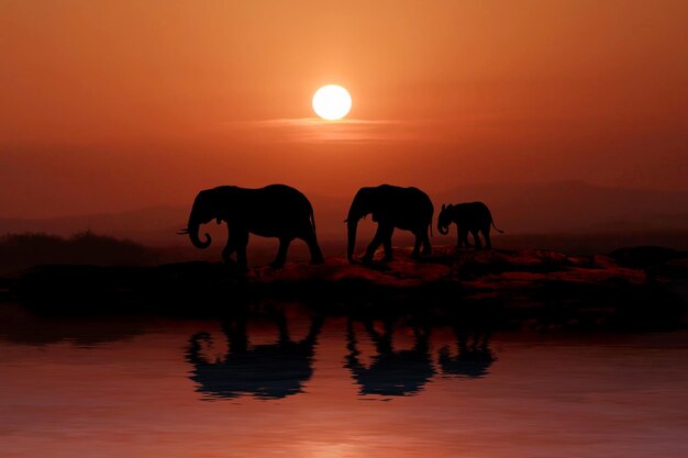 Silhouette horses on beach against sky during sunset