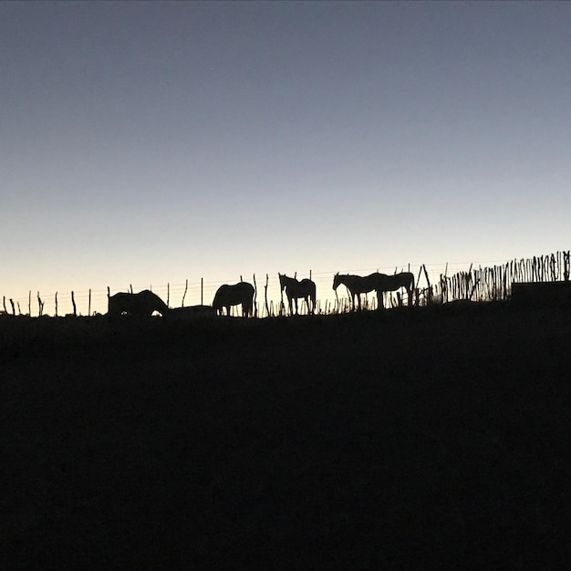 Foto silhouette di cavalli sul paesaggio contro un cielo limpido